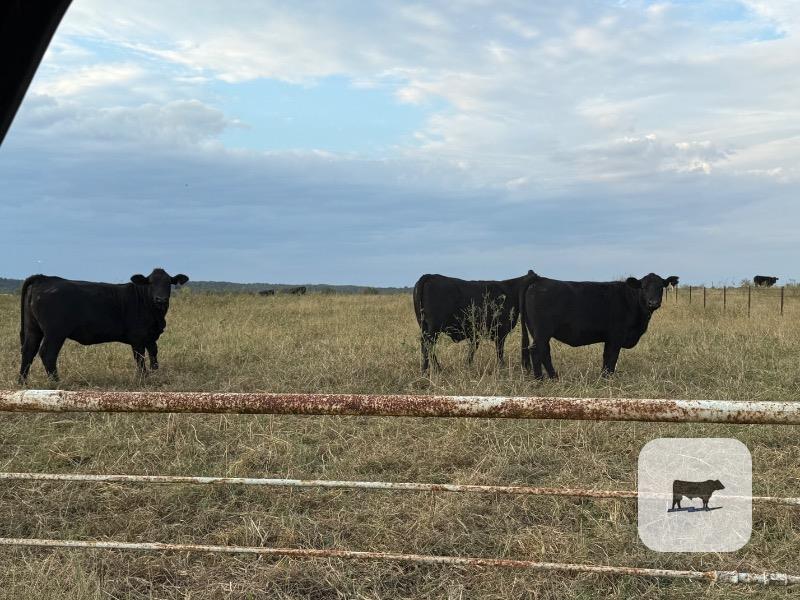52 Brangus Bred Heifers... S. Central OK thumbnail 3