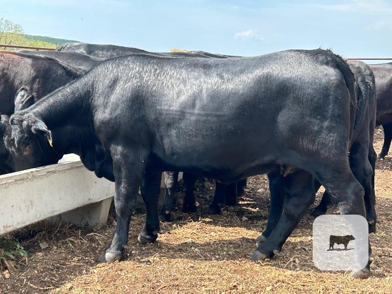 20 Angus Bred Heifers... Central MO thumbnail 3