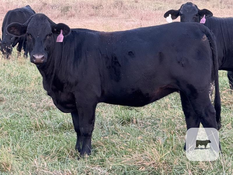 52 Brangus Bred Heifers... S. Central OK