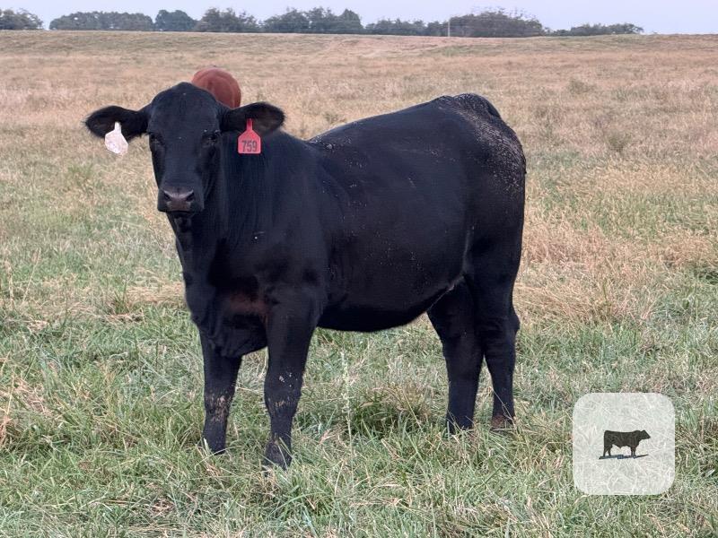 52 Brangus Bred Heifers... S. Central OK thumbnail 2