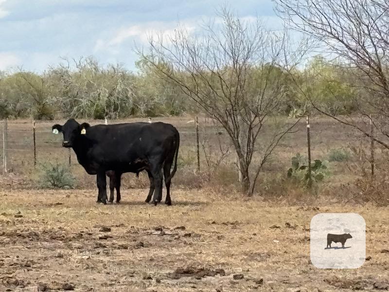9 Angus/Brangus Cows w/ 4+ Calves... South TX thumbnail 6