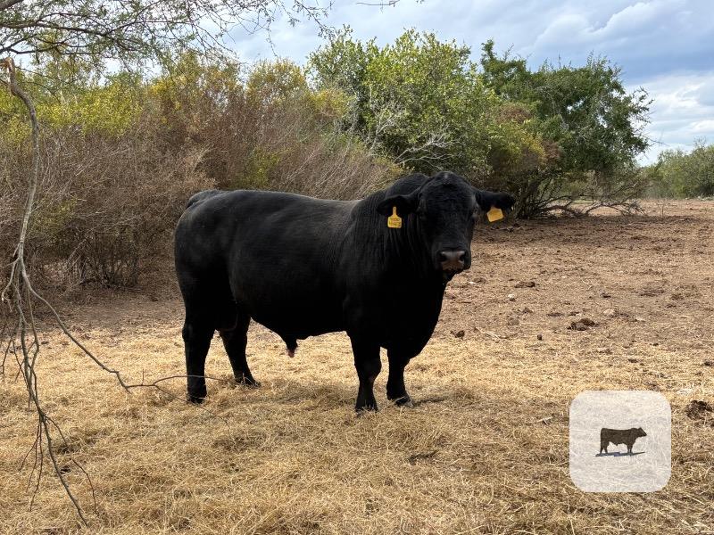 9 Angus/Brangus Cows w/ 4+ Calves... South TX thumbnail 5