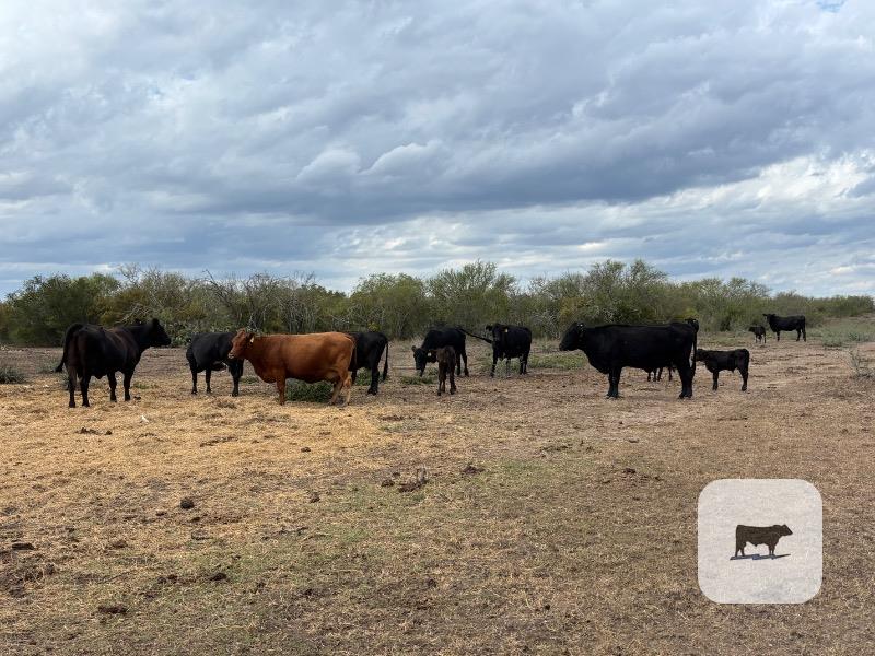 9 Angus/Brangus Cows w/ 4+ Calves... South TX thumbnail 3
