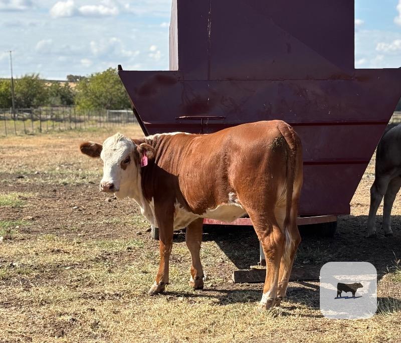 12 Hereford Rep. Heifers... Central TX thumbnail 5
