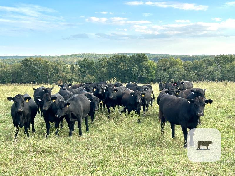20 Angus Bred Heifers... Central MO thumbnail 6