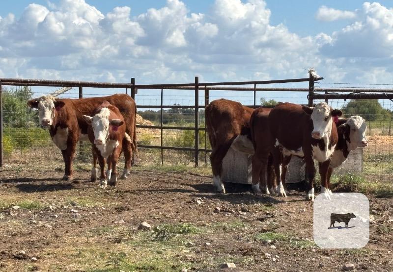 12 Hereford Rep. Heifers... Central TX thumbnail 4