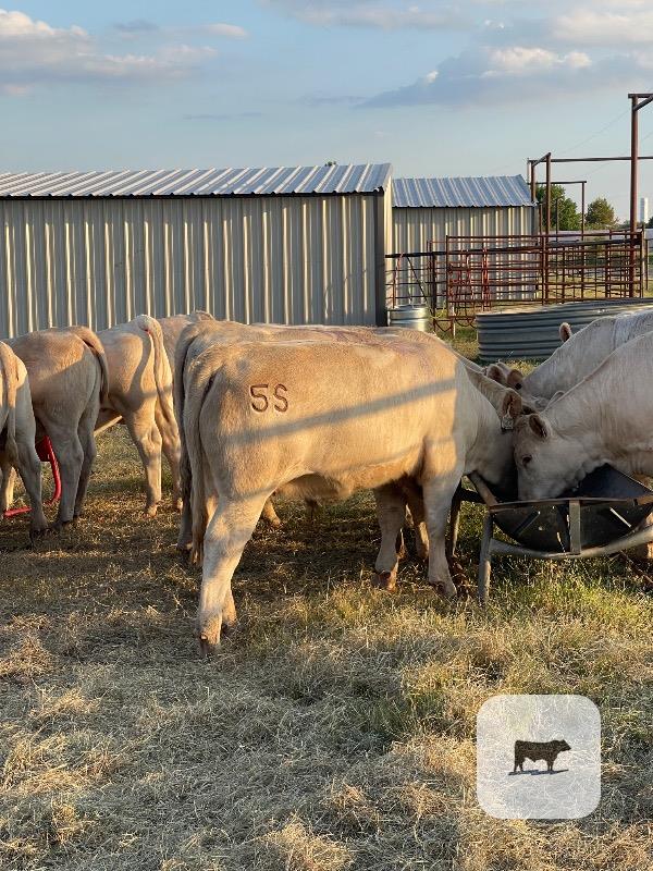 14 Reg. Charolais Rep. Heifers... N. Central OK thumbnail 3