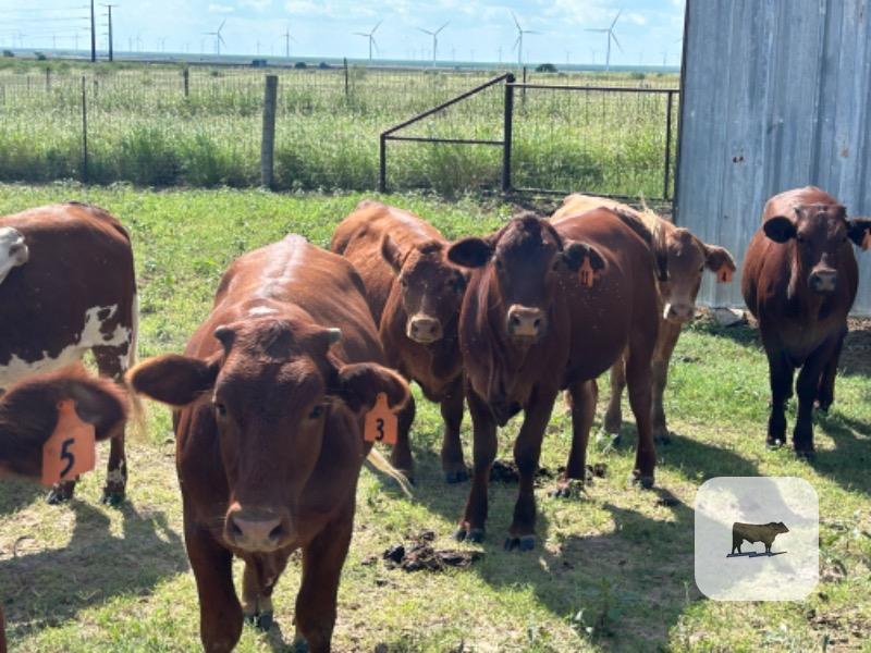 13 Beefmaster/Santa Gertrudis Rep. Heifers... South TX thumbnail 3