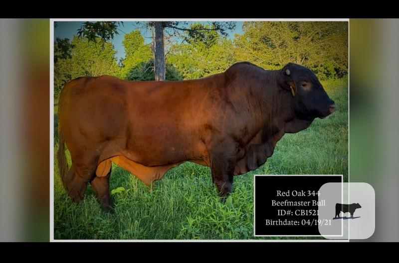 8 Reg. Beefmaster Bulls... Northeast AR thumbnail 2