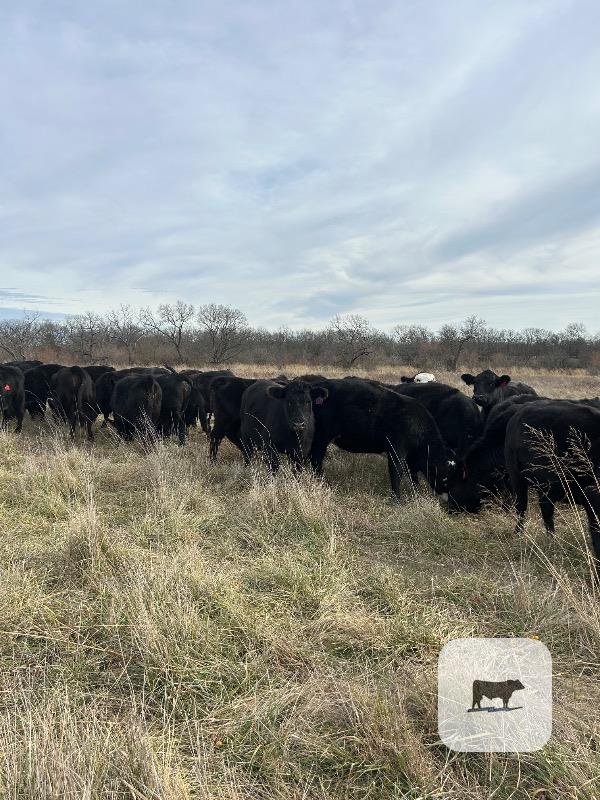 40 Angus Bred Heifers... Southeast KS thumbnail 3