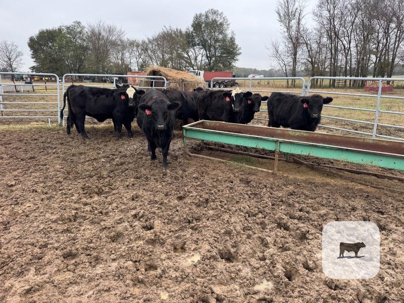 7 Brangus Baldy Rep. Heifers... Northeast TX thumbnail 4