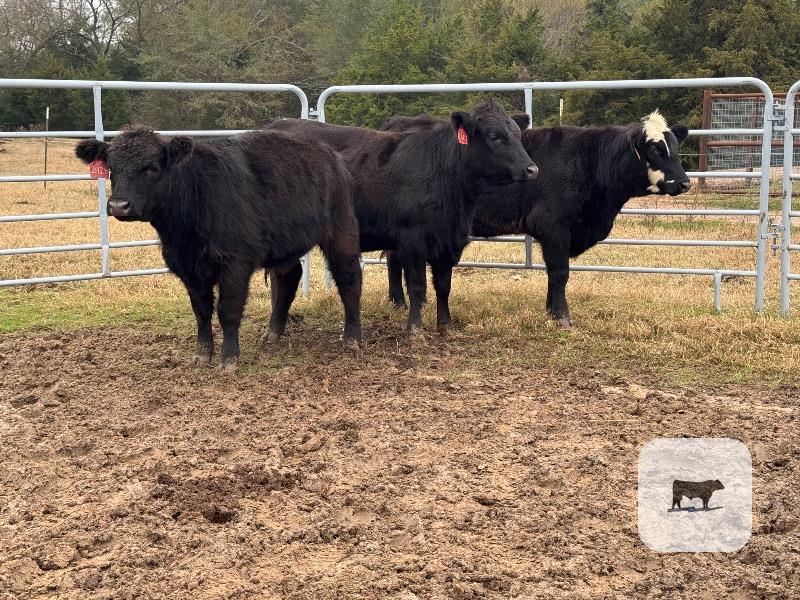 7 Brangus Baldy Rep. Heifers... Northeast TX thumbnail 2
