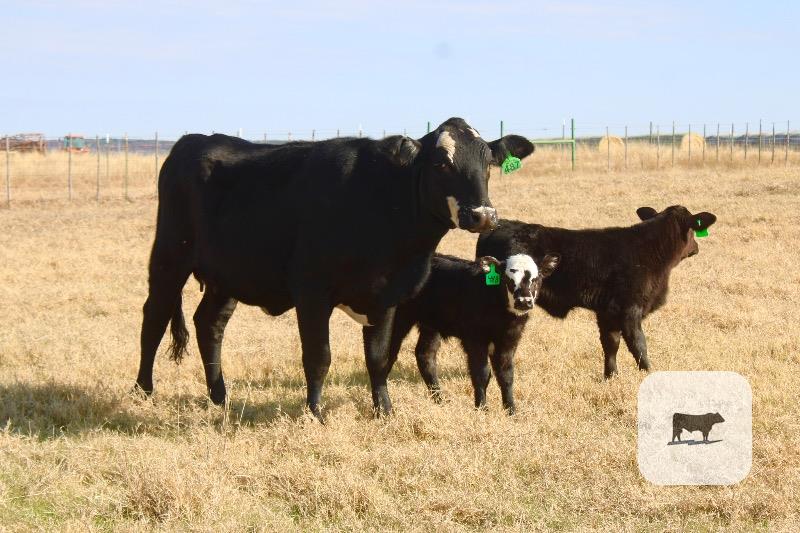 2 Angus/Hereford 'BWF' 1st-Calf Pairs... Central TX thumbnail 5