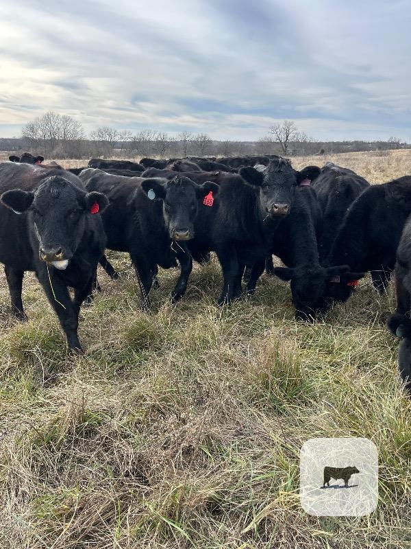 40 Angus Bred Heifers... Southeast KS thumbnail 2