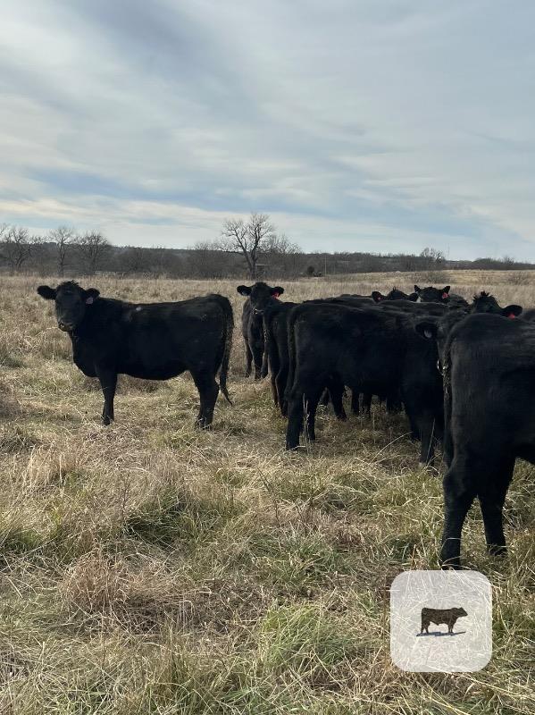 40 Angus Bred Heifers... Southeast KS