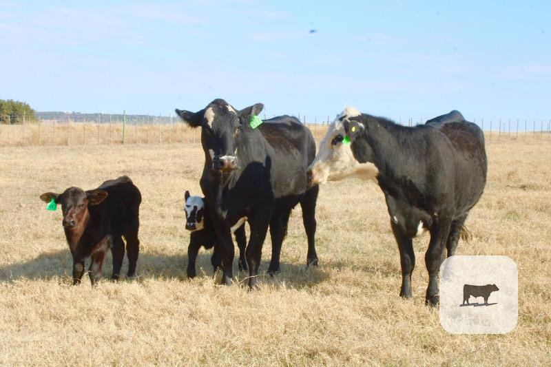 2 Angus/Hereford 'BWF' 1st-Calf Pairs... Central TX thumbnail 4