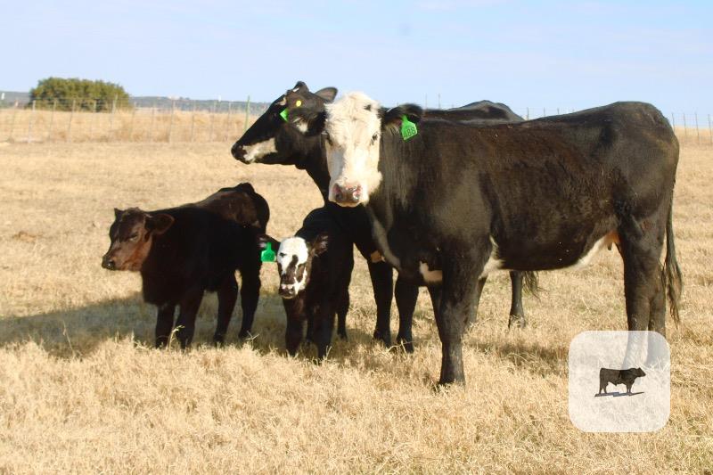 2 Angus/Hereford 'BWF' 1st-Calf Pairs... Central TX thumbnail 3