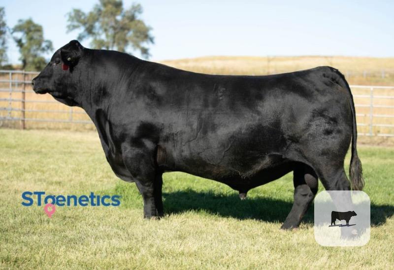 30 Angus Plus Bred Heifers... Southeast OK thumbnail 4