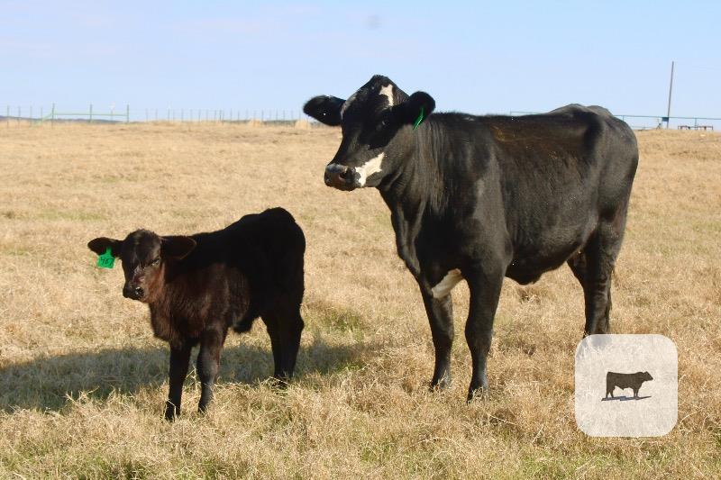 2 Angus/Hereford 'BWF' 1st-Calf Pairs... Central TX thumbnail 2
