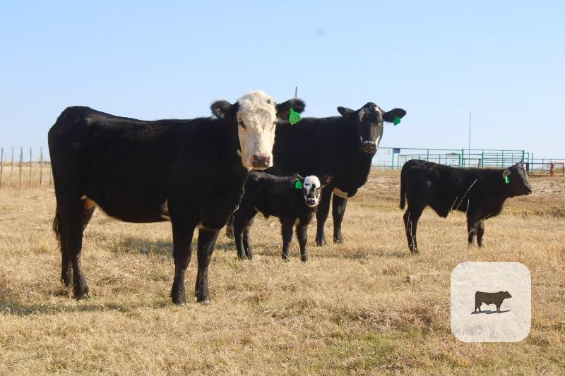 2 Angus/Hereford 'BWF' 1st-Calf Pairs... Central TX