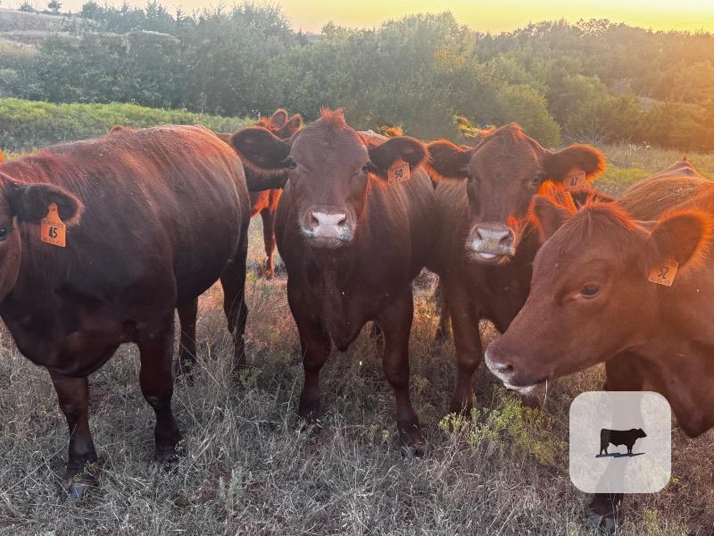 15 Red Angus Bred Heifers... N. Central OK thumbnail 3