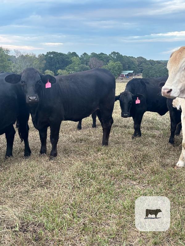 21 Brangus Bred Heifers... Southeast MS thumbnail 5