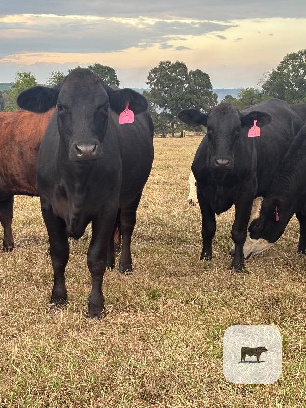 21 Brangus Bred Heifers... Southeast MS thumbnail 3