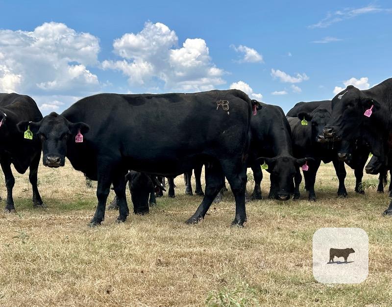 169 Angus & 'BMF' Cows... Central TX thumbnail 4