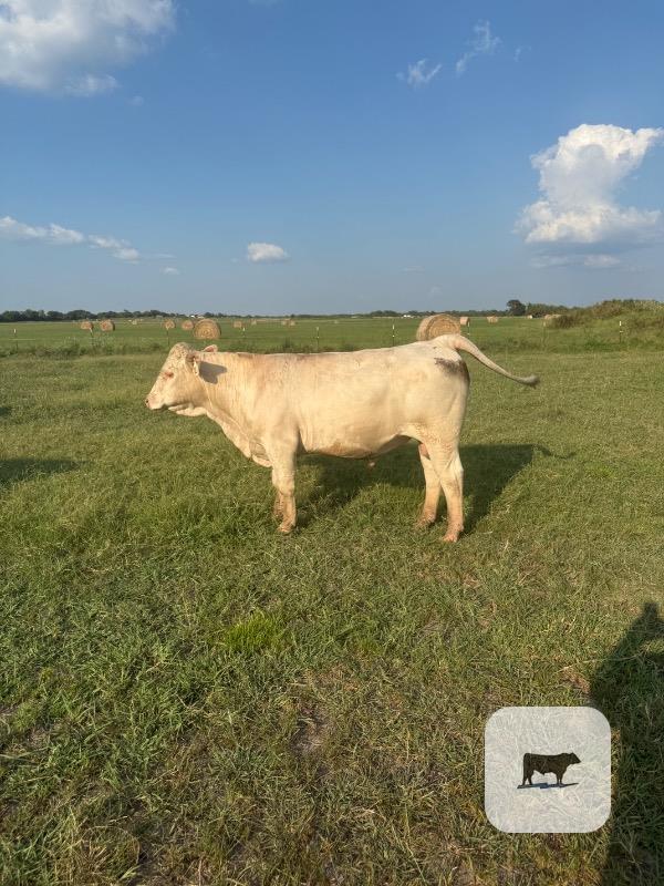 10 Registered Angus & Purebred Charolais Bulls thumbnail 4