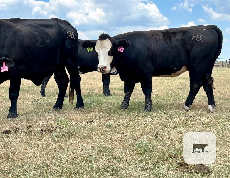 150 Black, BMF, Red, Yellow & RWF Crossbred Cows... Central TX thumbnail 3