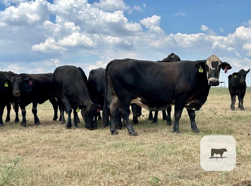 169 Angus & 'BMF' Cows... Central TX