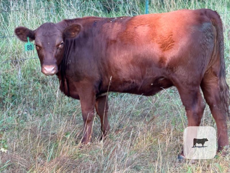 26 Red SimAngus Rep. Heifers... Southwest MO thumbnail 2