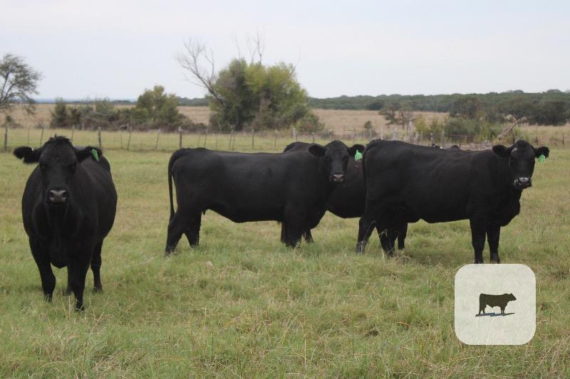127 Angus Plus Cows... Central TX thumbnail 4
