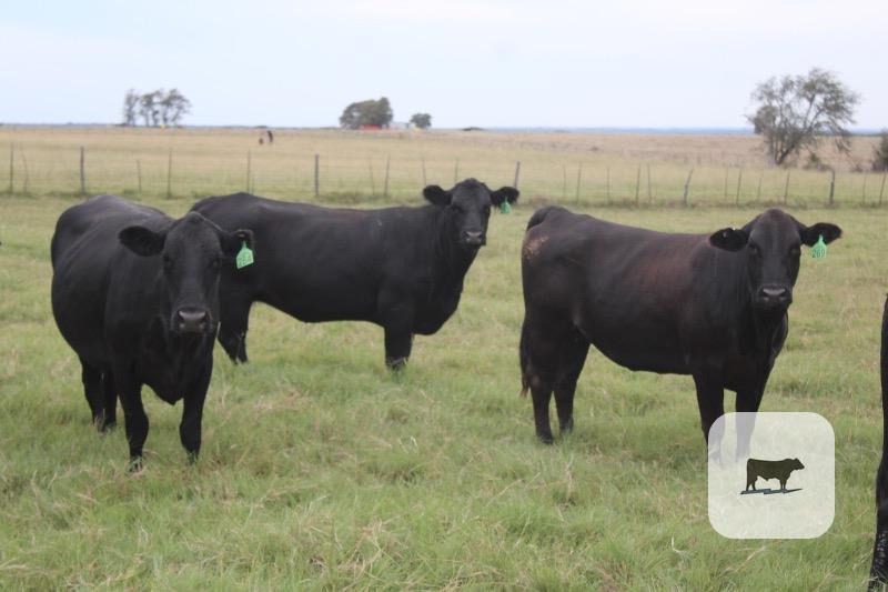 127 Angus Plus Cows... Central TX thumbnail 5