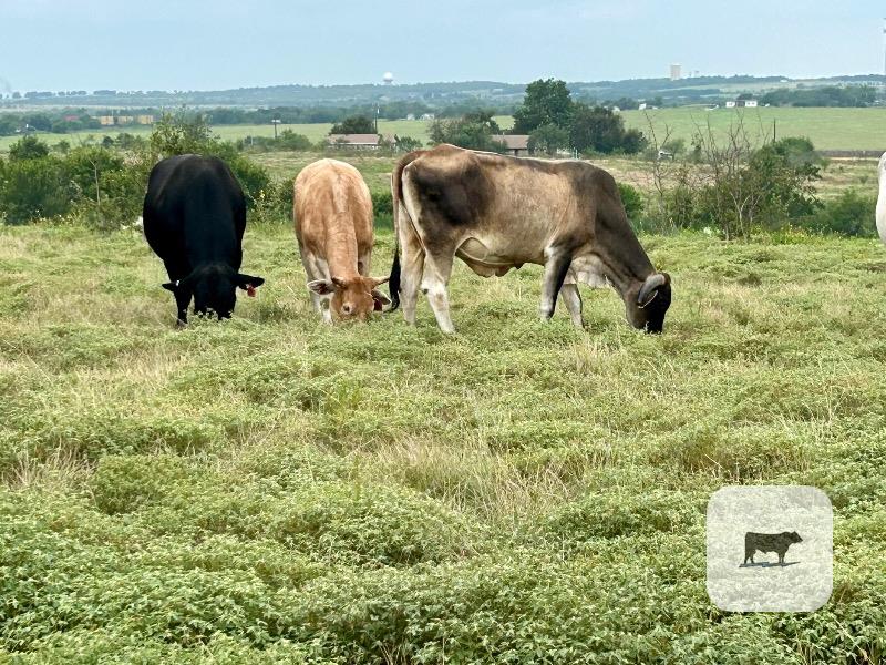16 Brahman & Brahman Cross Cows... Central TX thumbnail 4