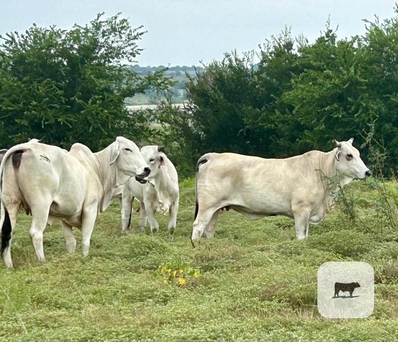 16 Brahman & Brahman Cross Cows... Central TX thumbnail 3
