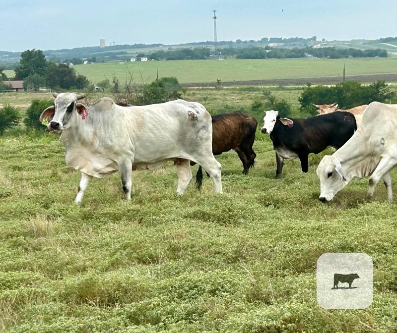 16 Brahman & Brahman Cross Cows... Central TX thumbnail 2