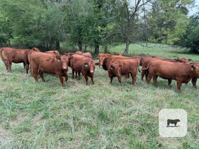 26 Red SimAngus Rep. Heifers... Southwest MO thumbnail 3
