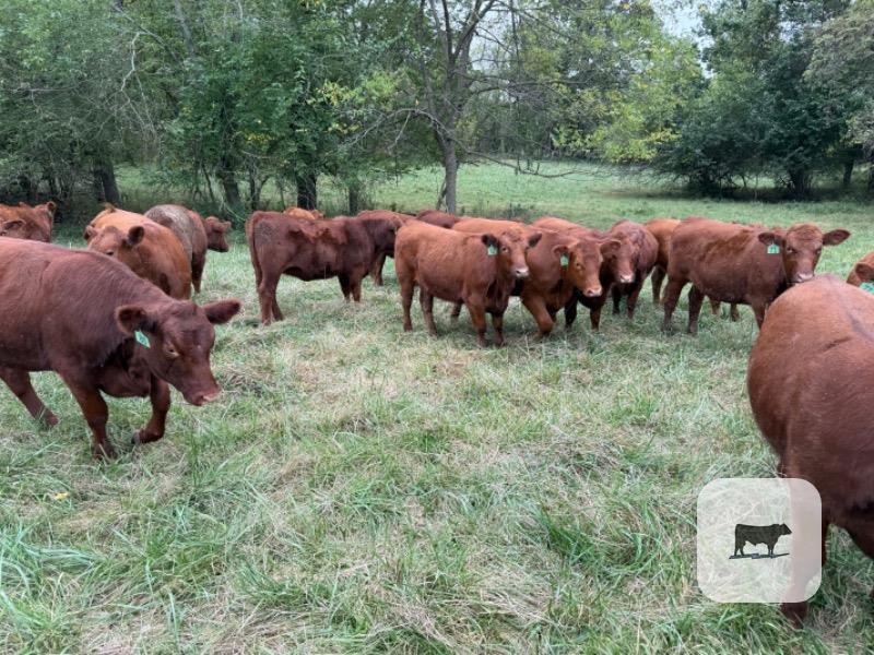 26 Red SimAngus Rep. Heifers... Southwest MO thumbnail 4