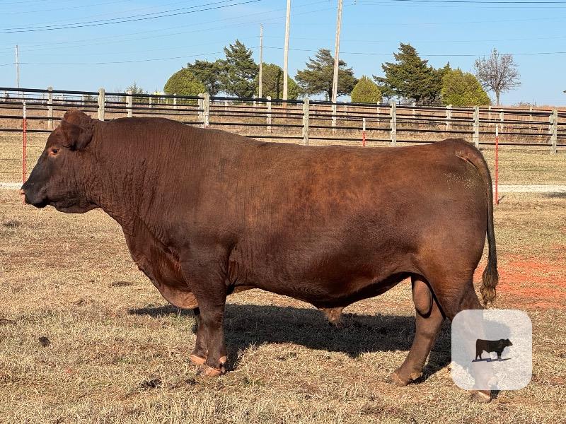 1 Reg. Red Angus Bull... N. Central OK thumbnail 2