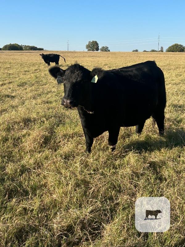 16 Angus Pairs... North TX thumbnail 4