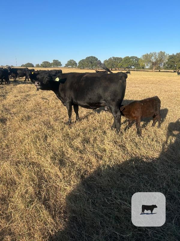 16 Angus Pairs... North TX thumbnail 3