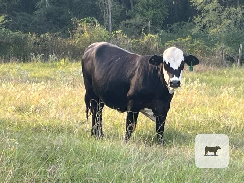 48 Angus Plus & Brangus Bred Heifers... East TX thumbnail 3