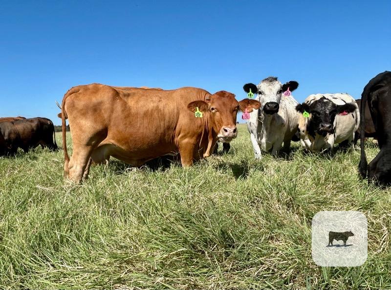 35 Black, BWF, Red & Yellow Crossbred Cows... Central TX thumbnail 2