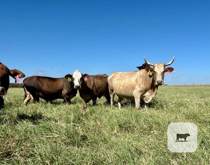 35 Black, BWF, Red & Yellow Crossbred Cows... Central TX thumbnail 5