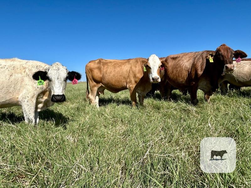 35 Black, BWF, Red & Yellow Crossbred Cows... Central TX thumbnail 6