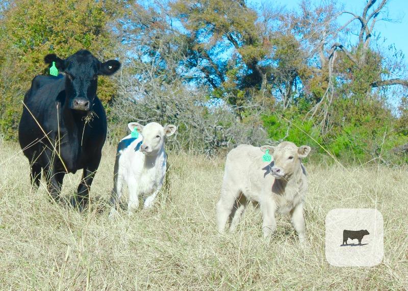 260 Angus Pairs... Central TX thumbnail 4