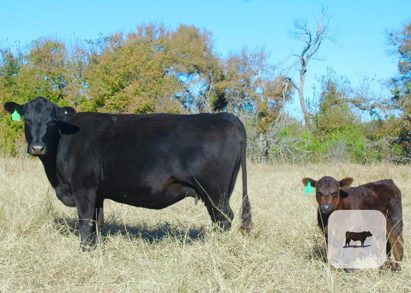 260 Angus Pairs... Central TX