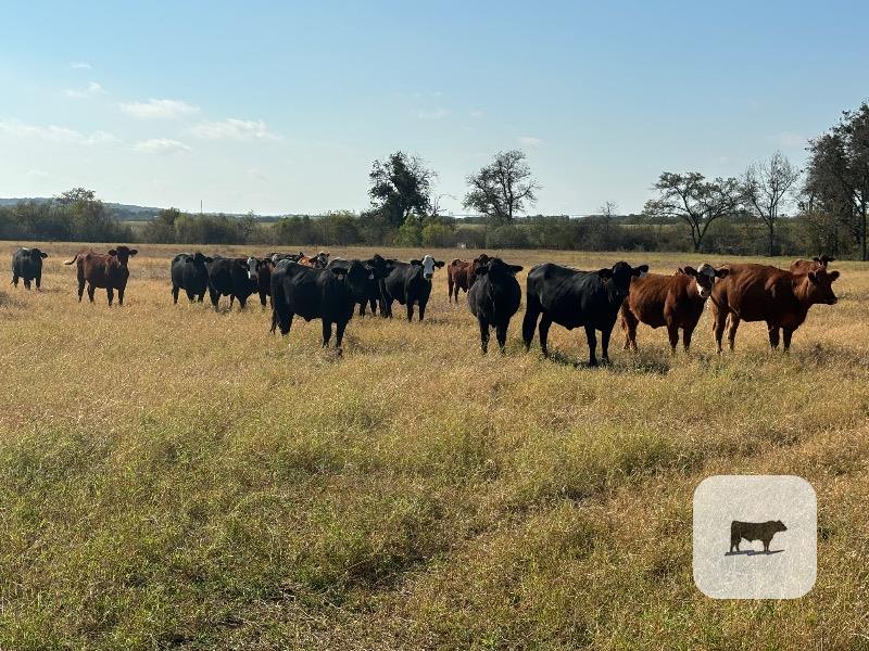 46 Red Angus Cross Bred Heifers... Central TX thumbnail 5