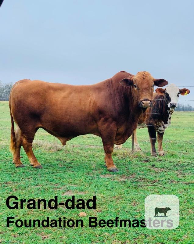 1 Reg. Beefmaster Bull Calf... Central TX thumbnail 2